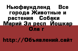 Ньюфаундленд  - Все города Животные и растения » Собаки   . Марий Эл респ.,Йошкар-Ола г.